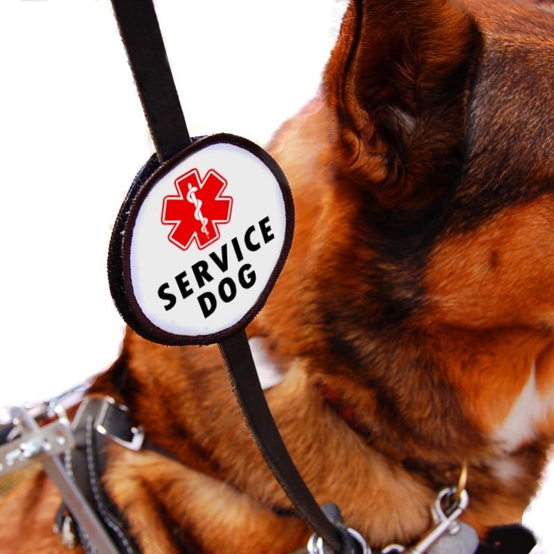 Close-up of a 'Service Dog' leash wrap on a leash clipped to a sable dog in the background 