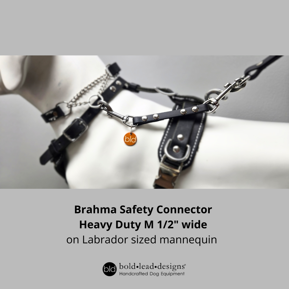 Brahma Safety Connector medium size 1/2" wide  Heavy Duty style connected to a martingale collar and a leash on a Labrador sized mannequin with 'bold lead designs' branding.
