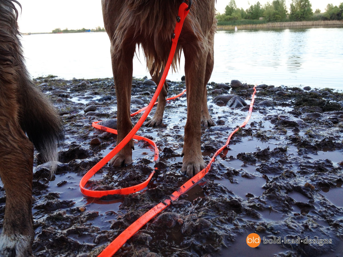 A soggy dog standing in mud beside a lake with an orange Brahma Longline