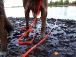 A soggy dog standing in mud beside a lake with an orange Brahma Longline