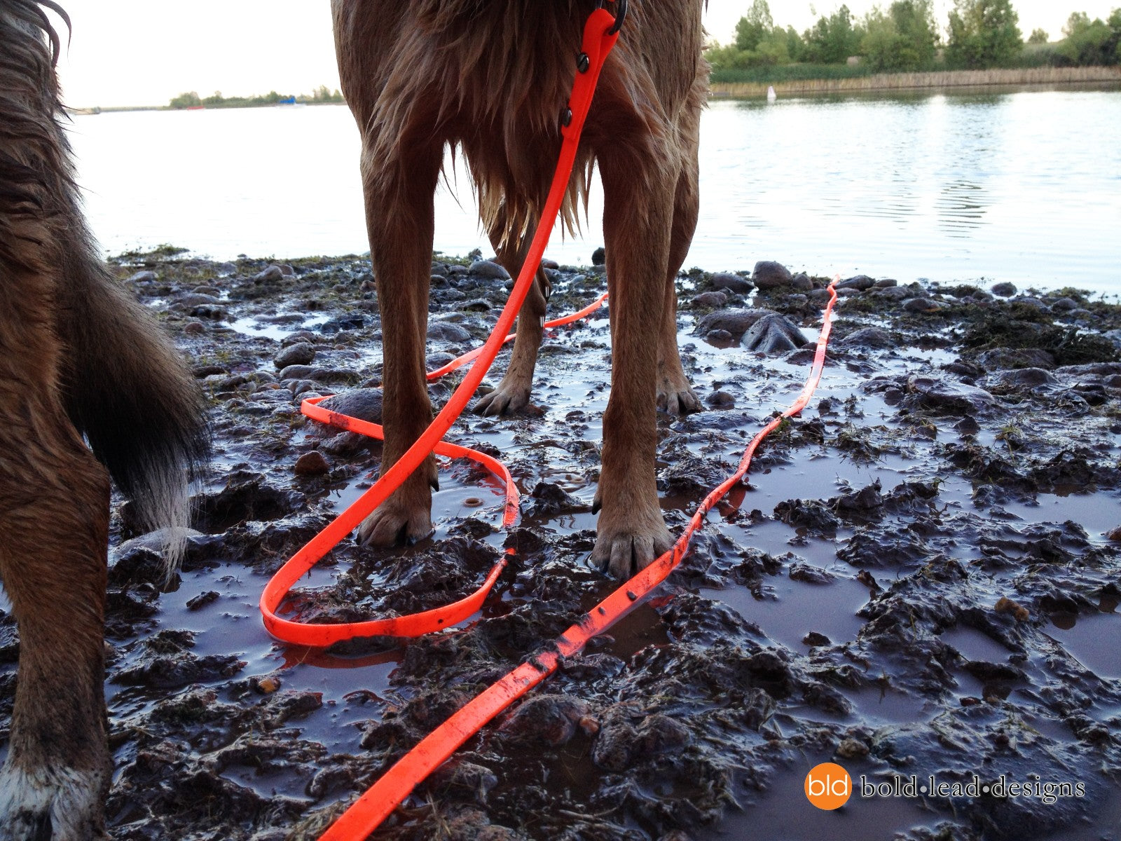 A soggy dog standing in mud beside a lake with an orange Brahma Longline