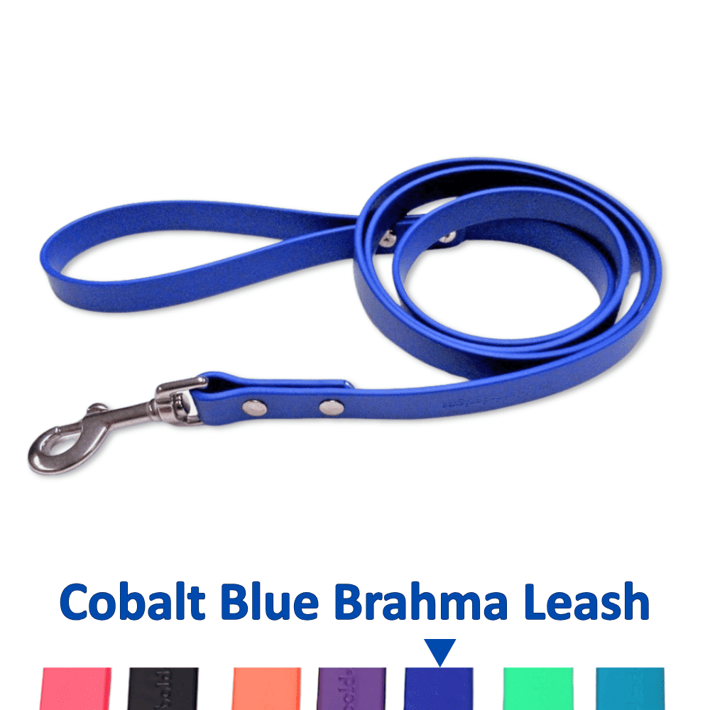 Cobalt blue leash with metal clip on a white background