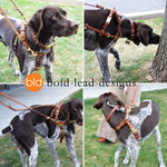 Dog wearing a leather harness with 'bold lead designs' branding in various outdoor settings.