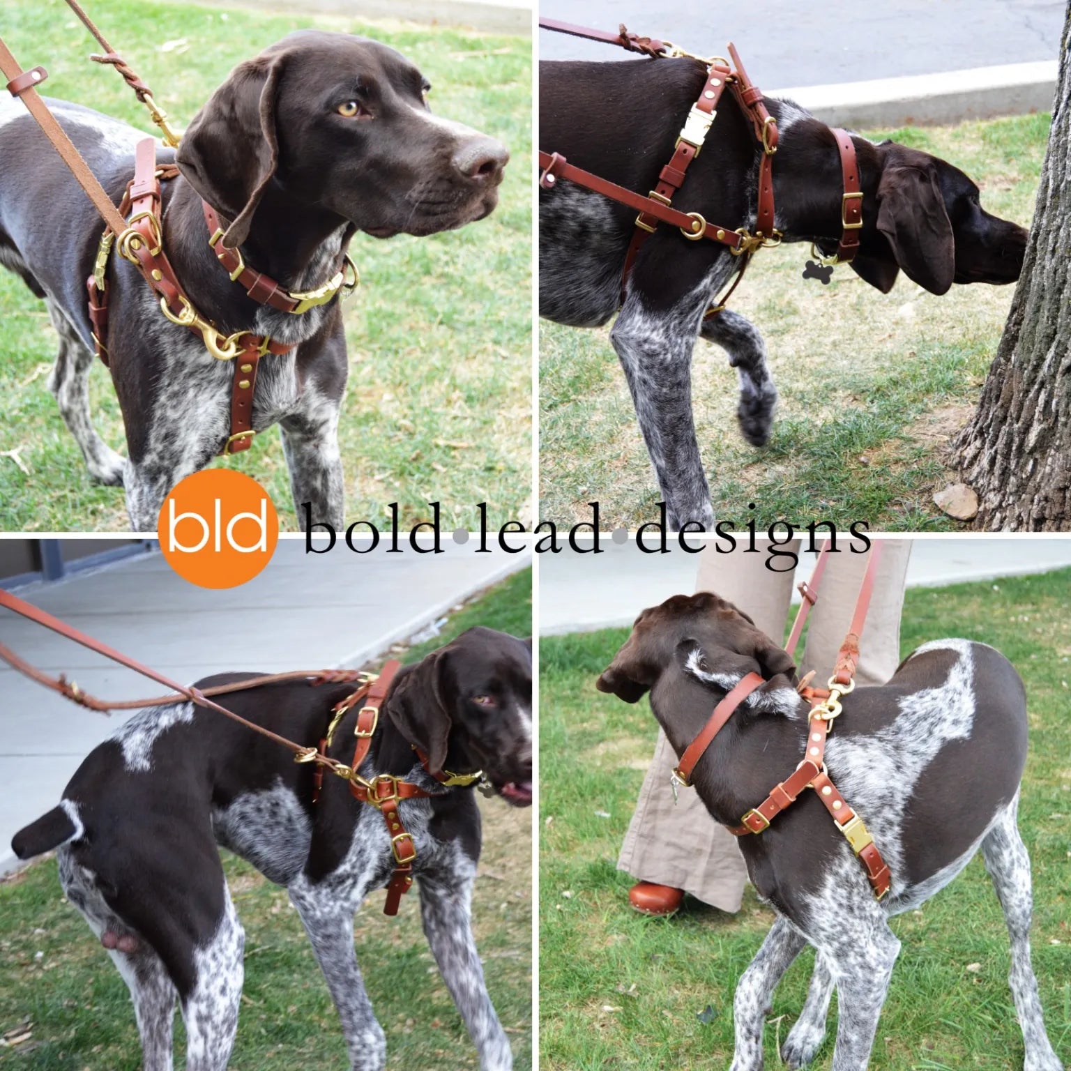 Dog wearing a leather harness with 'bold lead designs' branding in various outdoor settings.