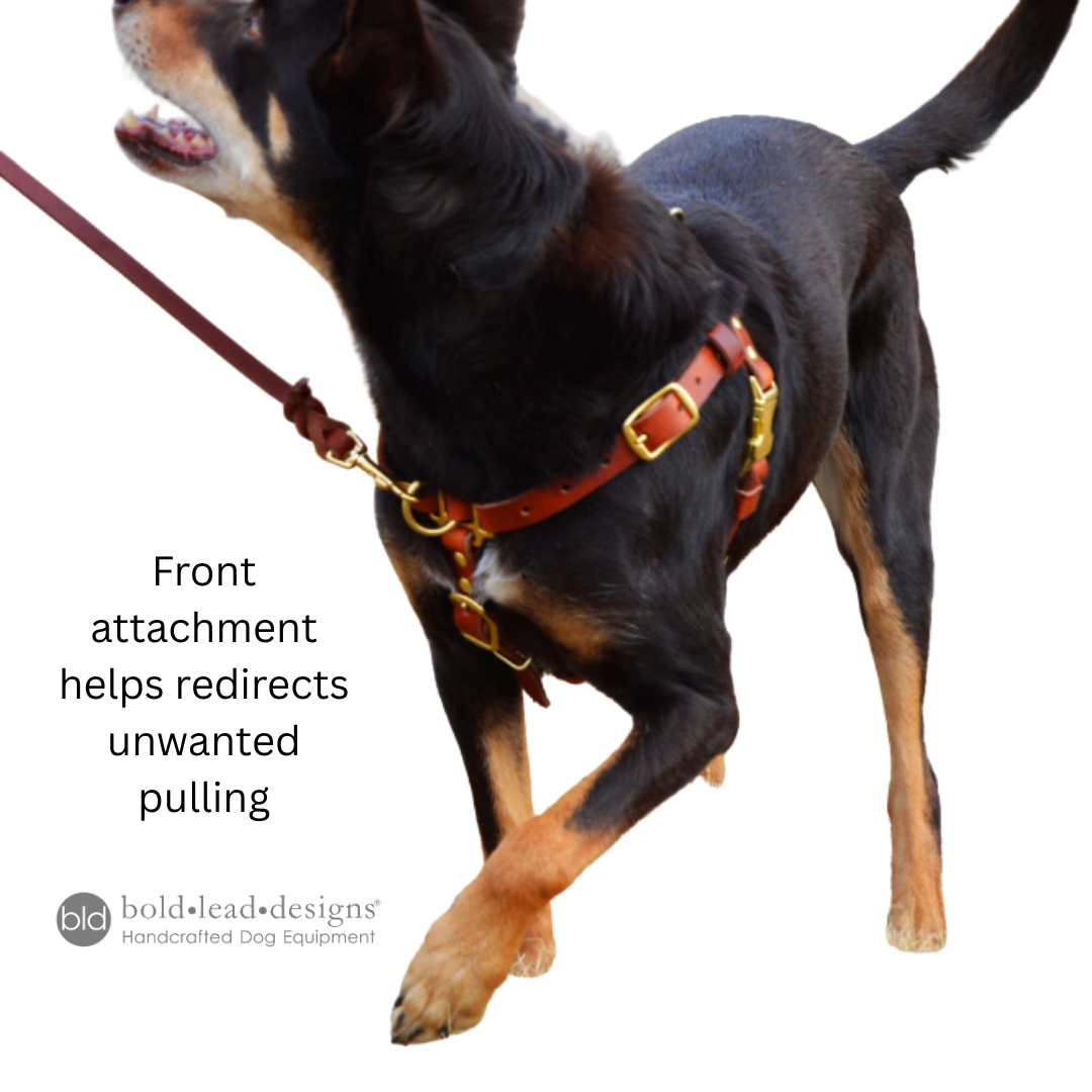 Dog wearing a leather harness with a front attachment on a white background, featuring bold lead designs branding.