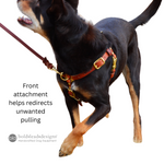 Dog wearing a leather harness with a front attachment on a white background, featuring bold lead designs branding.