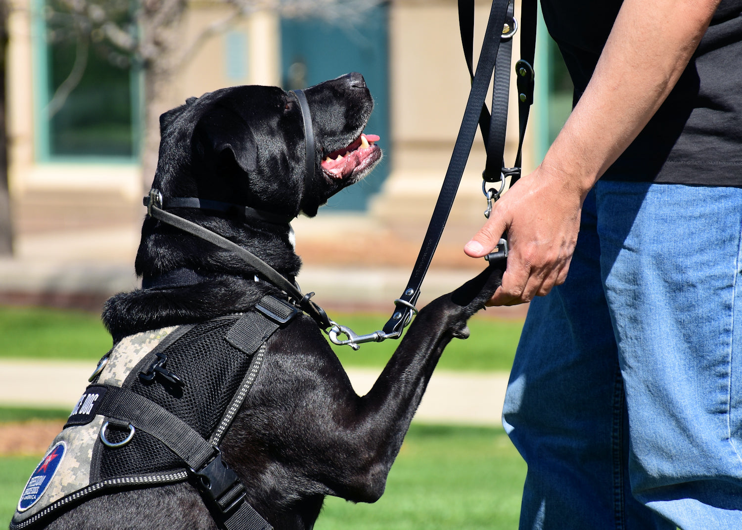 The Leather Perfect Pace™ NO-PULL Head Collar & Halter Leash
