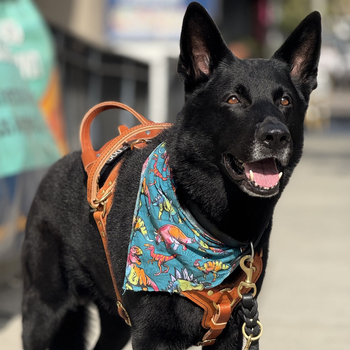 black German shepherd dog wearing a tan EWH with simple handle and bridge handle standing with a dinosaur bandanna around his heck