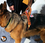 German Shepherd dog in a tan EWH on a leash with a person partially visible in the snow.