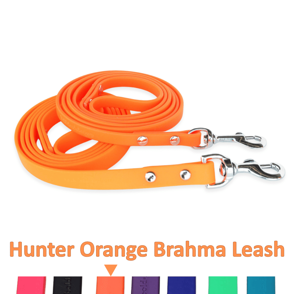 Orange dog leash with metal clips on a white background