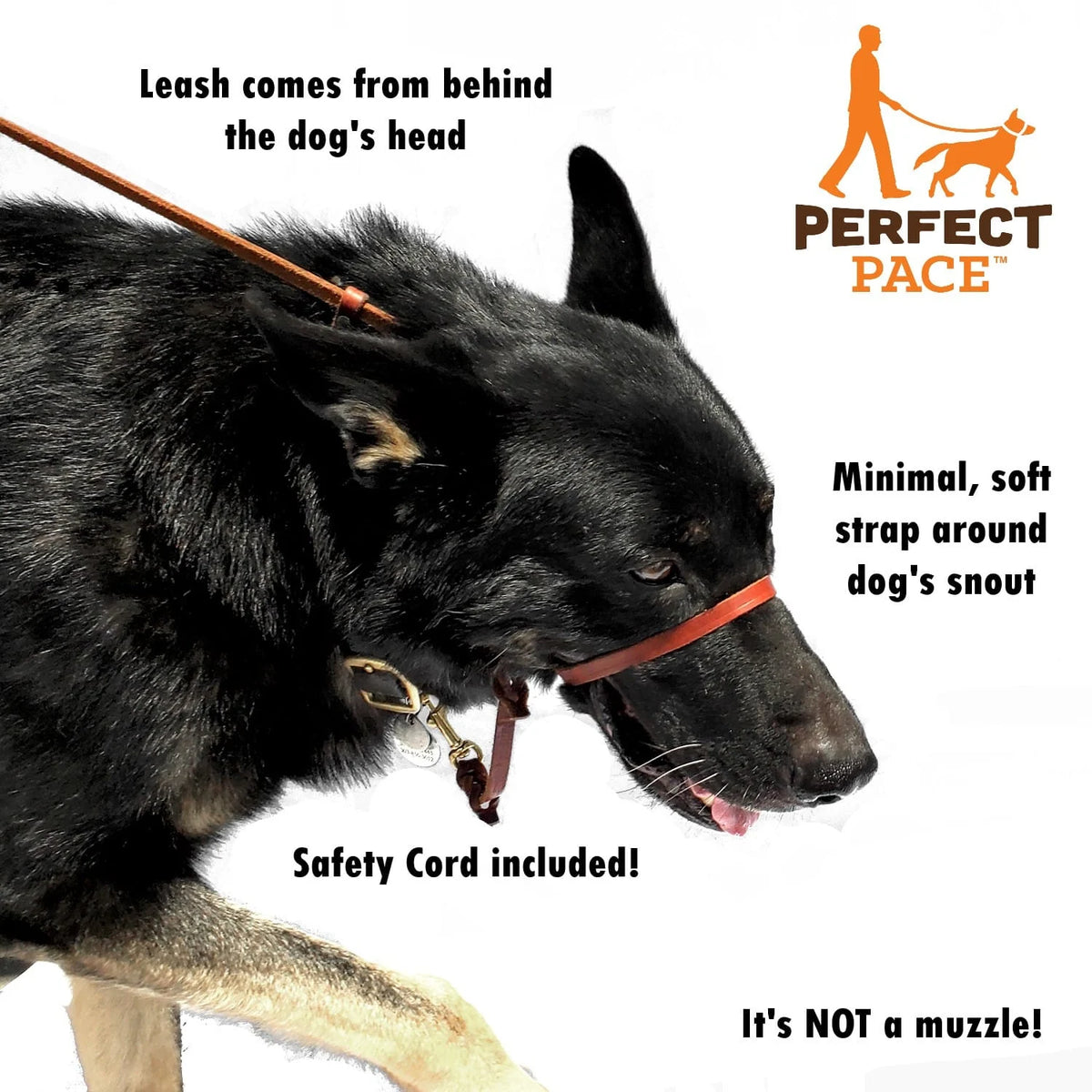 A shepherd wearing a perfect pace with text: leash comes from behind the dog's head; minimal, soft strap around dog's snout; safety cord included; it's not a muzzle