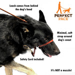A shepherd wearing a perfect pace with text: leash comes from behind the dog's head; minimal, soft strap around dog's snout; safety cord included; it's not a muzzle