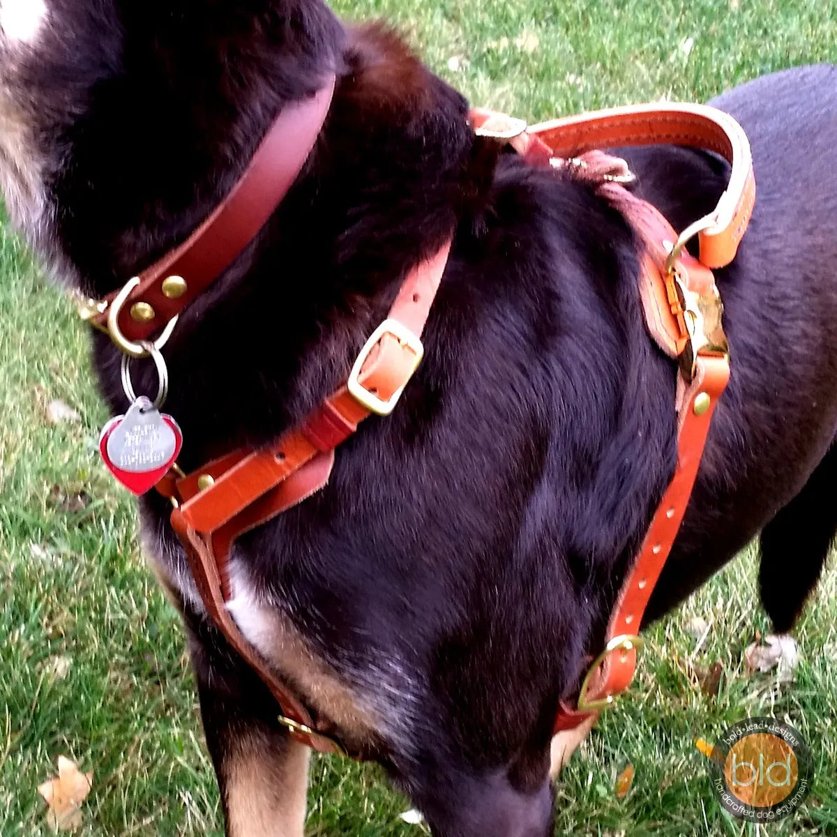 Red and tan dog wearing an EWH harness with gold hardware on a grassy background