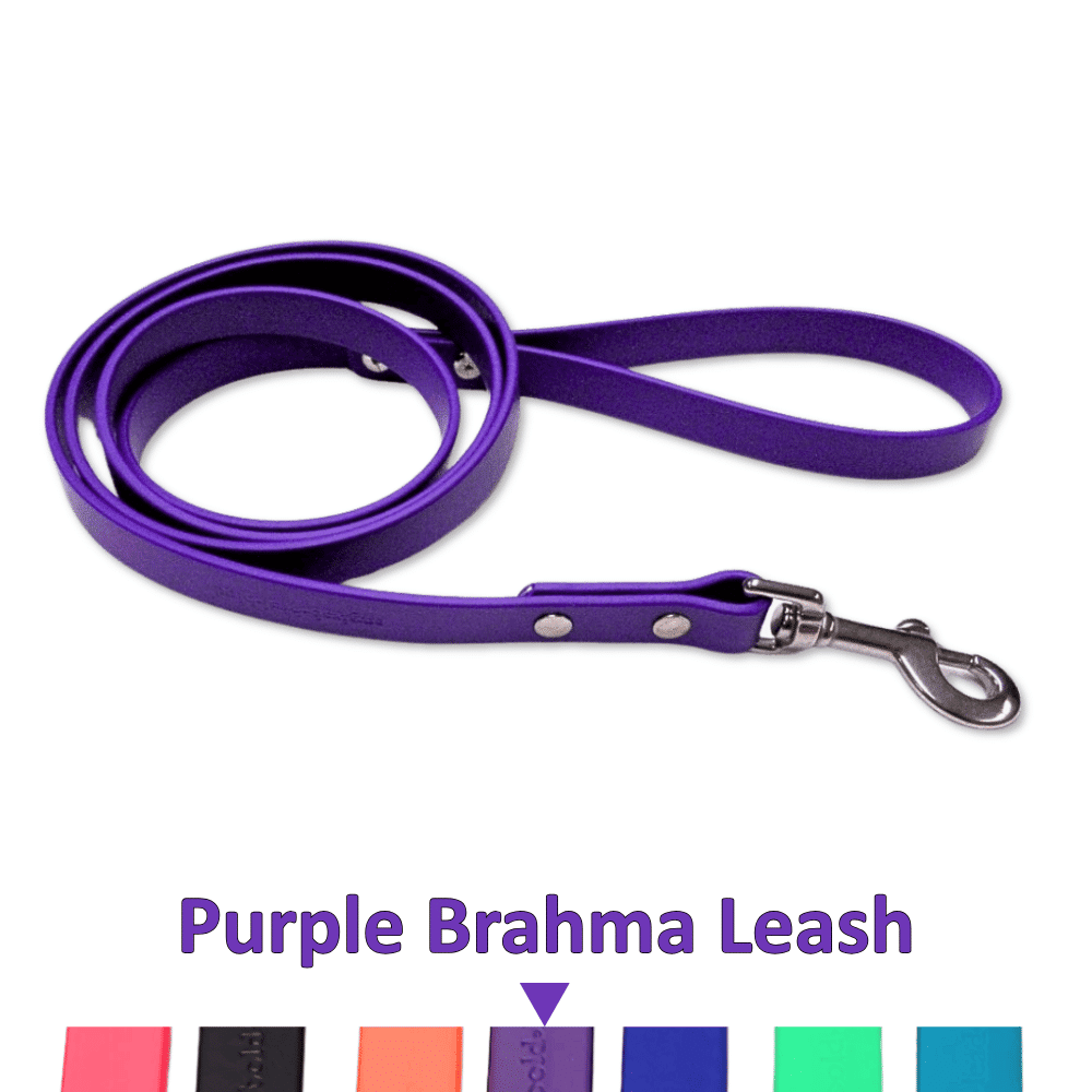 Purple leash with a metal clip on a white background