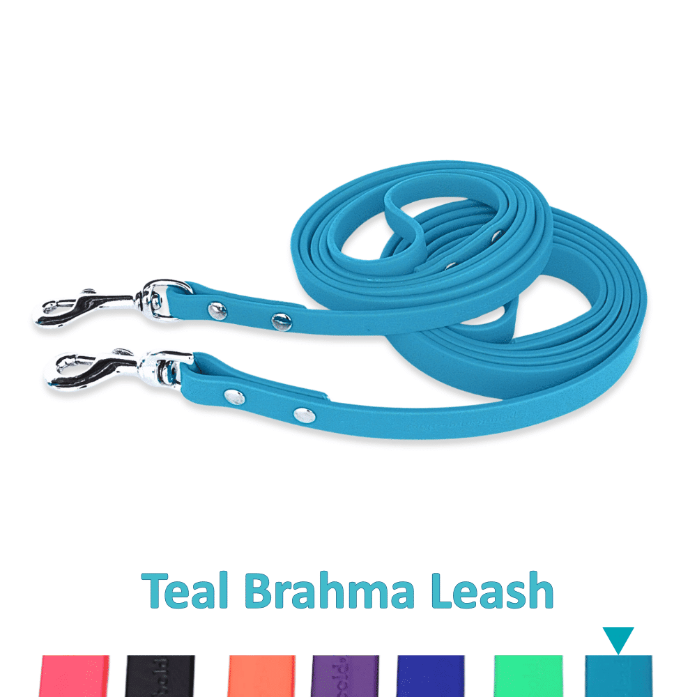 Teal dog leash with stainless steel clips on a white background