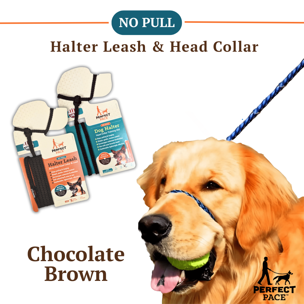 Chocolate Brown color Perfect Pace 'No Pull' halter leash and head collar with packaging 