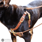 dog wearing a tan leather connected control harness with leash attached to the front and top