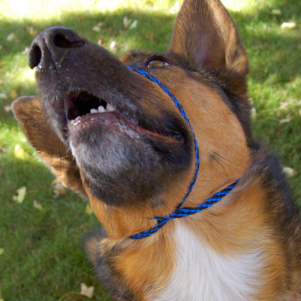 A sable dog wearing a Perfect Pace, shows the halter crossing under the chin