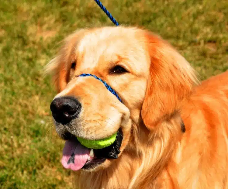 A dog wearing a Perfect Pace™ no-pull Halter Leash around the snout