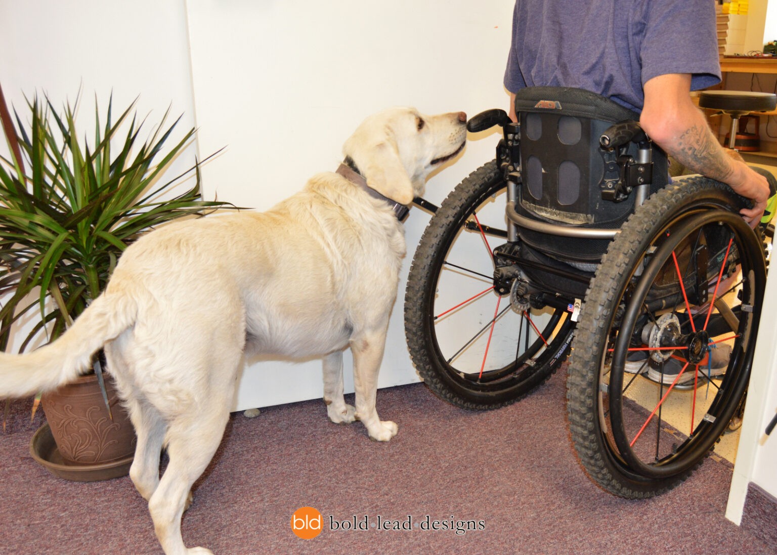 FullCustom Wheelchair Leash for use with Hook Attachment (quad lead) Bold Lead Designs