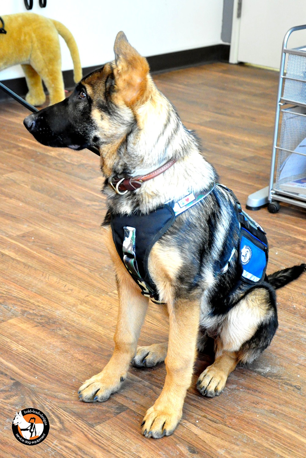 service-dog-cape-vest