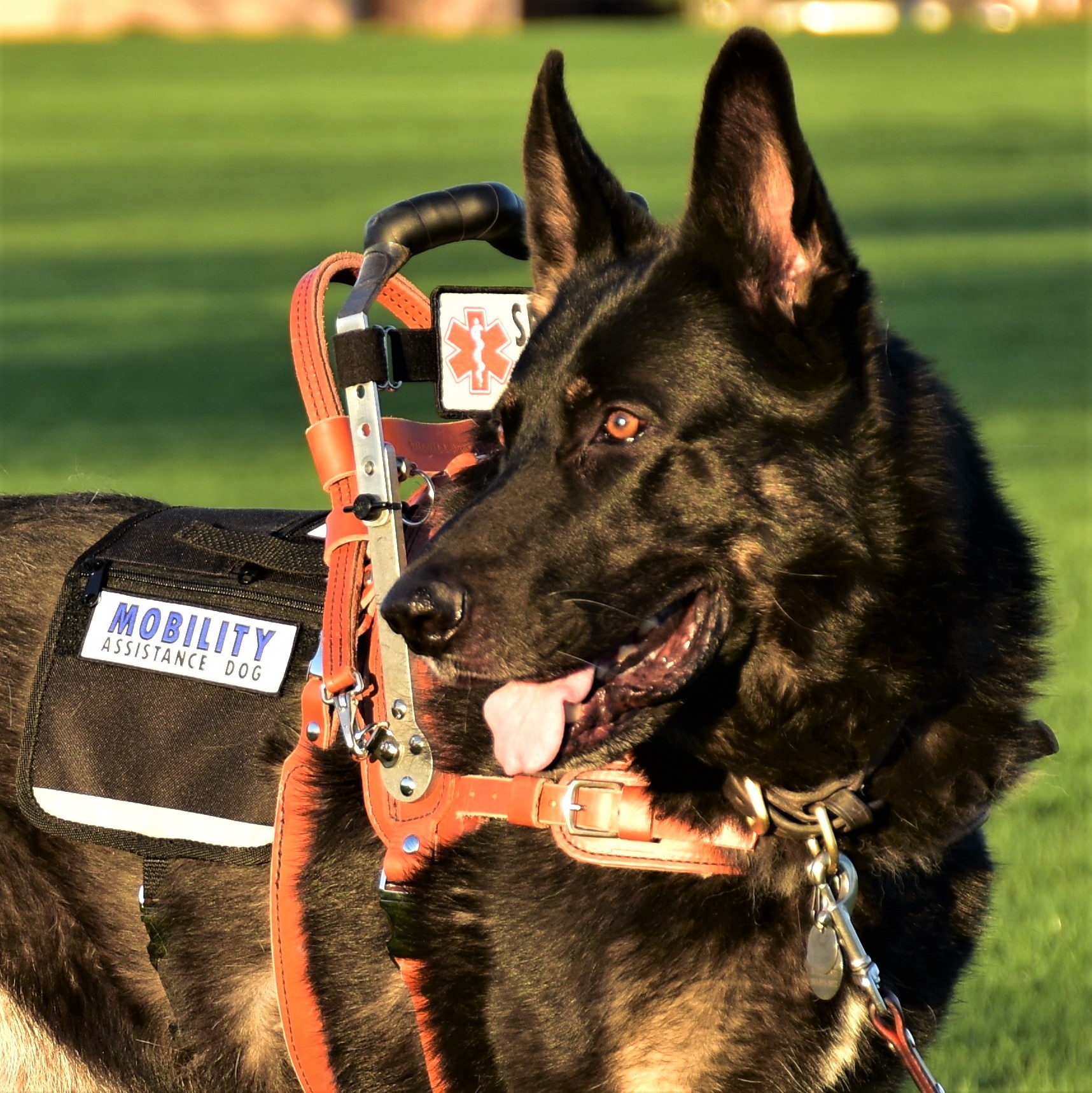 Custom made clearance service dog vest