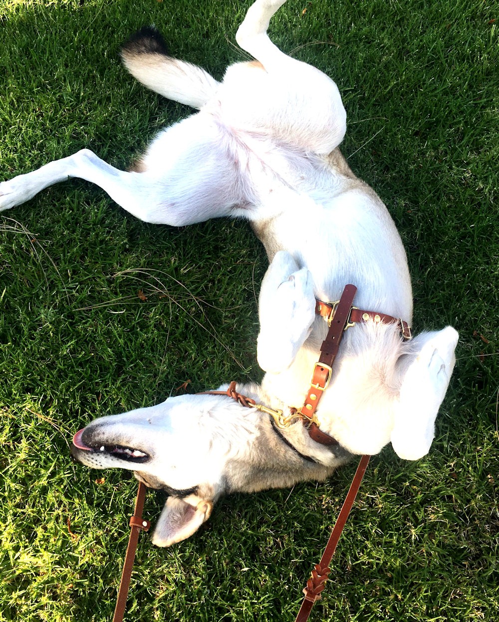 Connected Control™ Harness a Leather nopull dog walking harness (2point, frontclip design