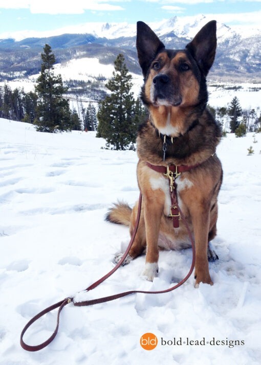 TwoPoint Lead doubleended leash for walking harnesses Bold Lead